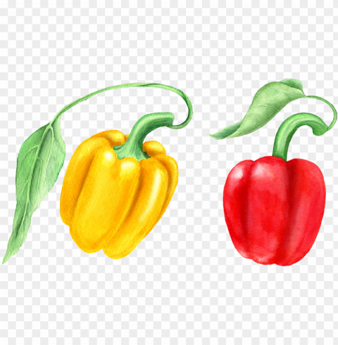 red bell peppers with green leaves isolated watercolor PNG transparent images mega collection