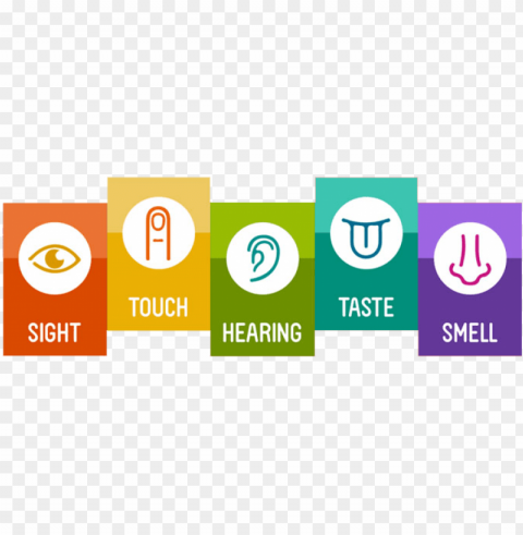 shapes letters and words by using the five senses - smell taste touch hearing sight PNG for social media