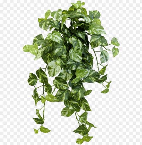 share this image - devils ivy Clean Background Isolated PNG Design