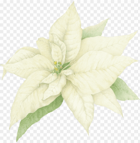 share this image - white poinsettia clip art Free PNG images with clear backdrop