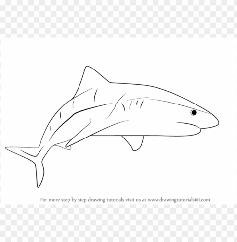 Shark Drawing Isolated Element In HighQuality PNG