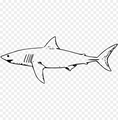 shark fish great white shark - lemon shark coloring pages Clean Background Isolated PNG Illustration