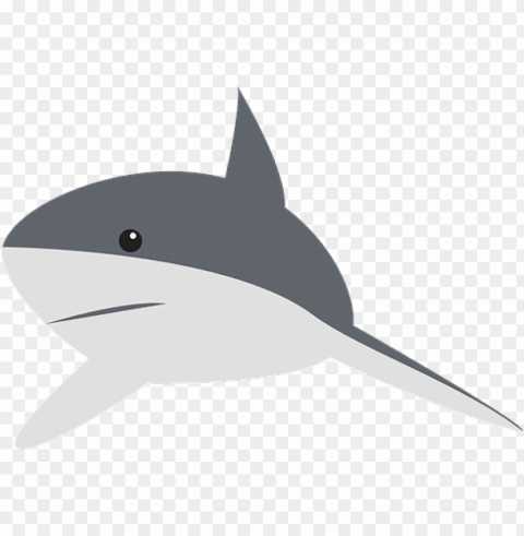 shark perspective swimming fin animal gray - gray shark cartoo PNG graphics for presentations