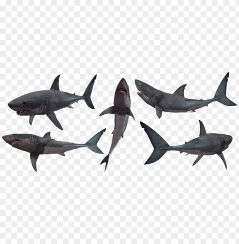 shark sharks jaws great white - transparent shark silhouette PNG files with alpha channel assortment