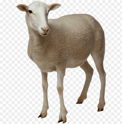 sheep images Isolated Element in HighResolution Transparent PNG