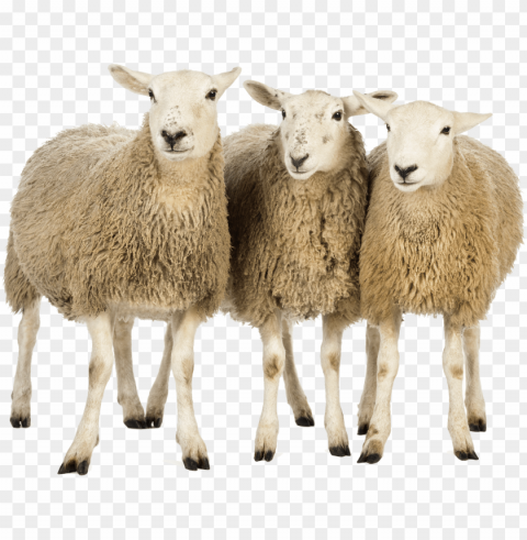 sheep images Isolated Element in Transparent PNG