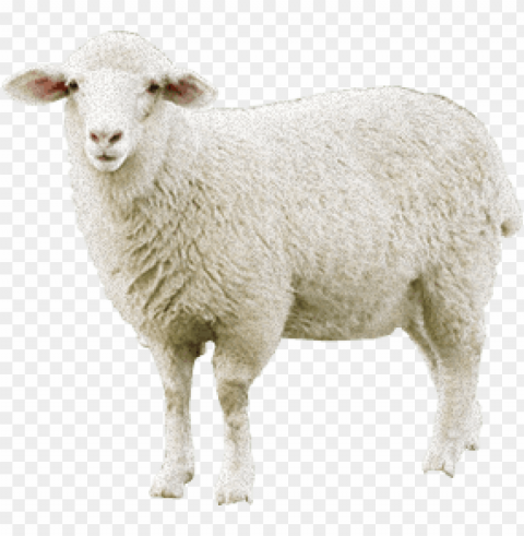 sheep images Isolated Element on HighQuality PNG