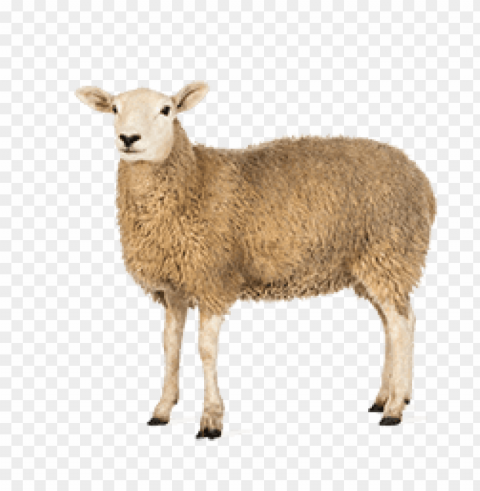 sheep images Isolated Element on HighQuality Transparent PNG