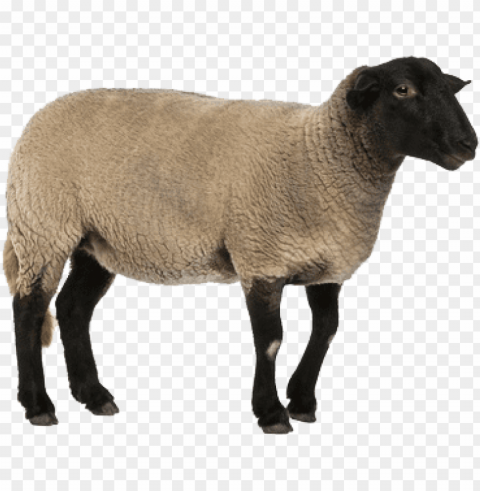 sheep images Isolated Element on Transparent PNG PNG transparent with Clear Background ID e9fd012a