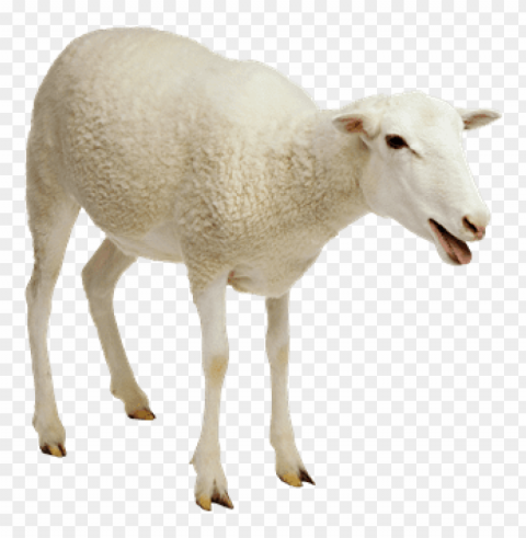 sheep images Isolated Element with Clear Background PNG PNG transparent with Clear Background ID 2a1bd31f