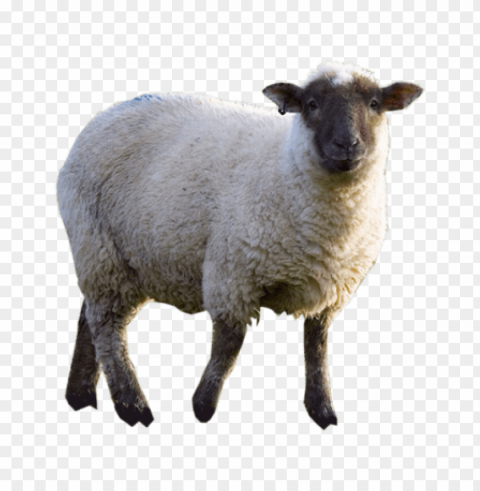 sheep images Isolated Element with Clear PNG Background