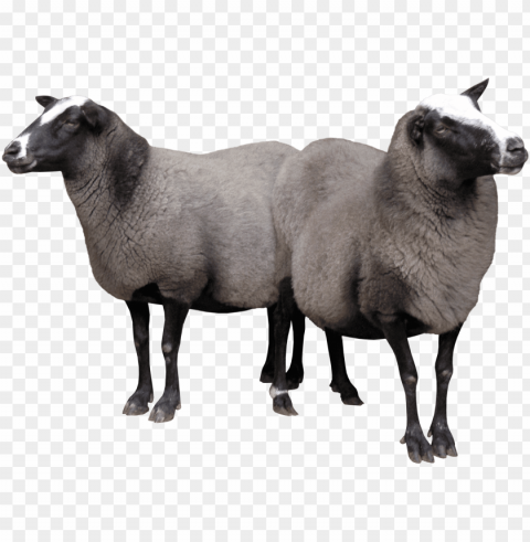 Sheep Images Isolated Element With Transparent PNG Background