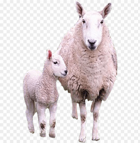 sheep images Isolated Graphic Element in HighResolution PNG