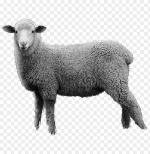 Sheep Images Isolated Graphic Element In Transparent PNG