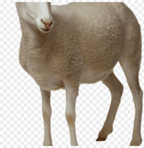 Sheep Images Isolated Graphic In Transparent PNG Format