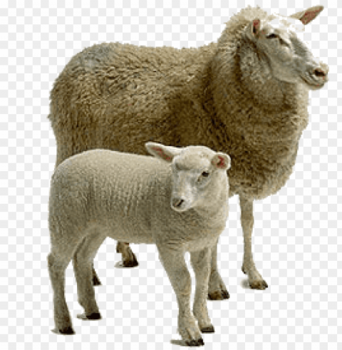 Sheep Images Isolated Graphic On Clear Background PNG