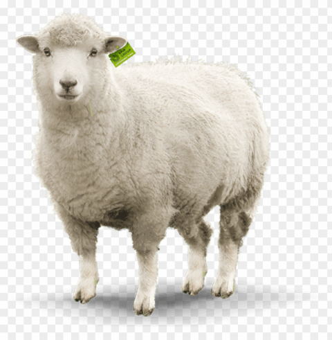 sheep images Isolated Graphic on Clear PNG