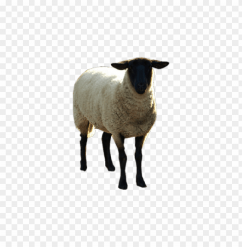 sheep images Isolated Graphic on Clear Transparent PNG