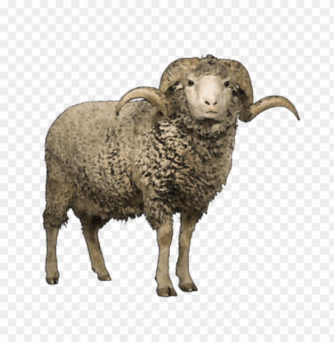 Sheep Images Isolated Graphic On HighQuality PNG