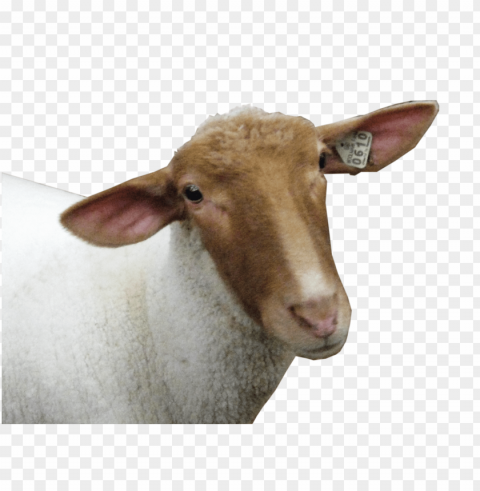 sheep images Isolated Graphic on HighQuality Transparent PNG