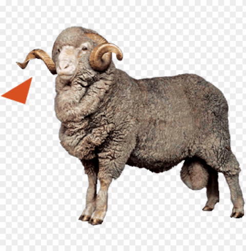 sheep images Isolated Graphic on HighResolution Transparent PNG