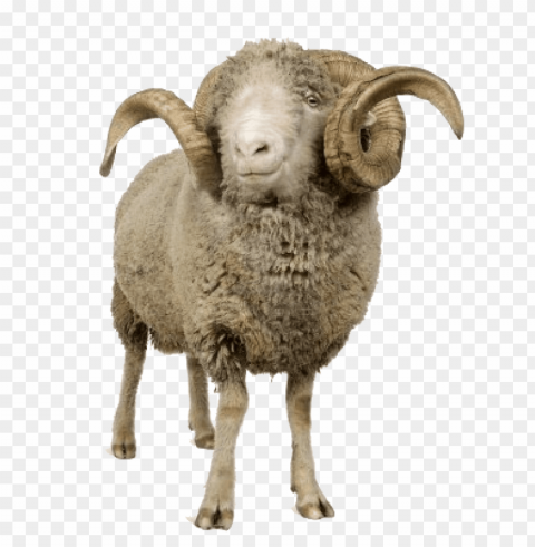 sheep images Isolated Graphic on Transparent PNG