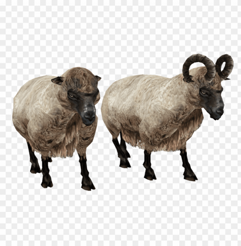 sheep images Isolated Icon in Transparent PNG Format PNG transparent with Clear Background ID b762b6ed