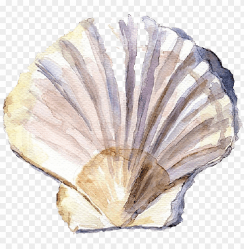 shell watercolor Isolated Illustration in HighQuality Transparent PNG PNG transparent with Clear Background ID 8454ae51