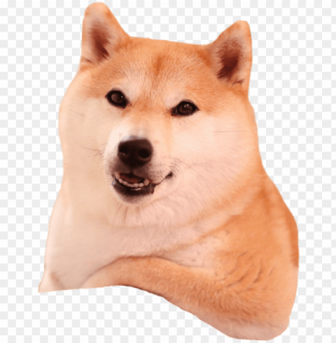 Shiba Inu Relaxing - Shiba Inu PNG Graphics With Clear Alpha Channel Collection