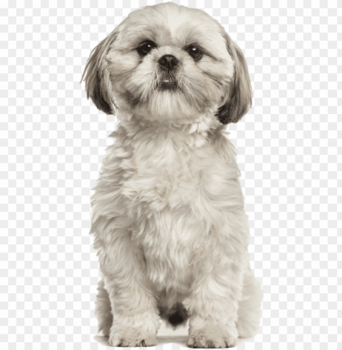 shih tzu - shih tzu stock Clear Background Isolated PNG Illustration PNG transparent with Clear Background ID 437d7cc4