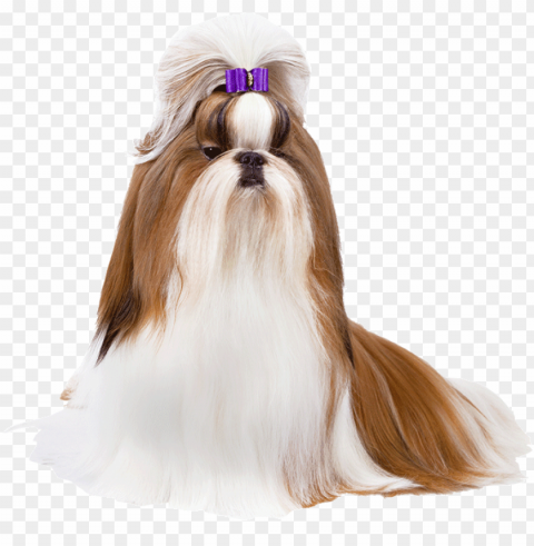 shih tzu - shitizu HighQuality PNG Isolated Illustration PNG transparent with Clear Background ID 3fd7a2b3