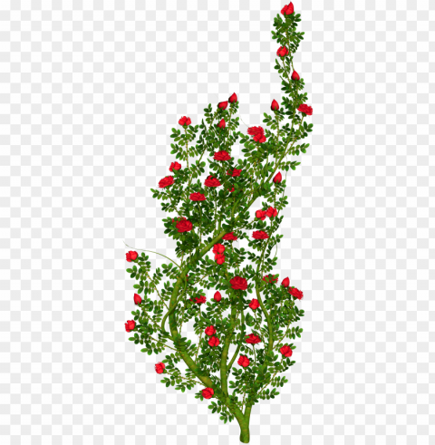 shrub clipart rose plant - rose bush clip art PNG images with transparent layering
