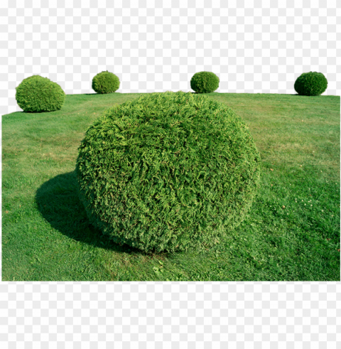 shrub installation - topiary Isolated Artwork on Clear Transparent PNG