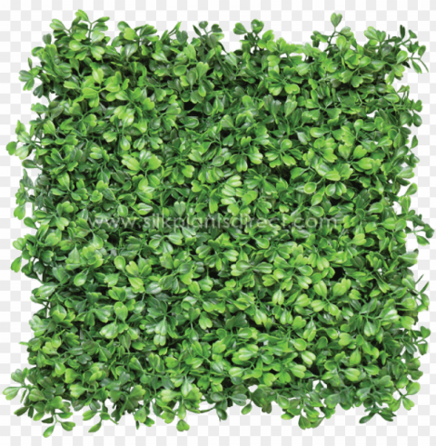 shrub plan download - hedge Transparent Cutout PNG Graphic Isolation