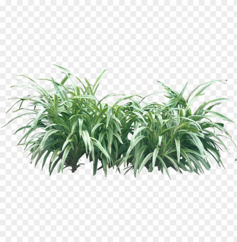 shrub transparent image - bushes PNG pics with alpha channel