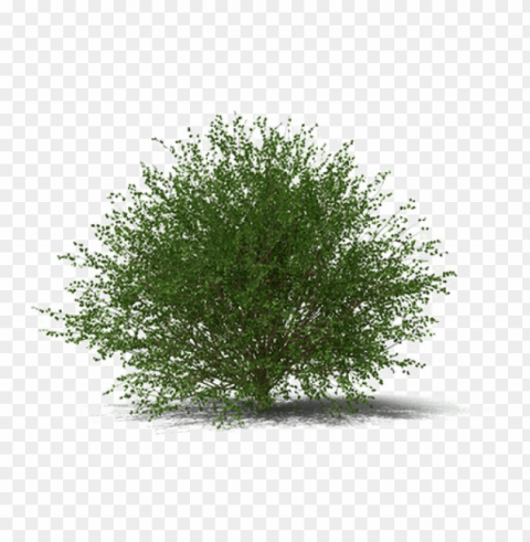 shrub transparent image - juniper shrub PNG with no cost