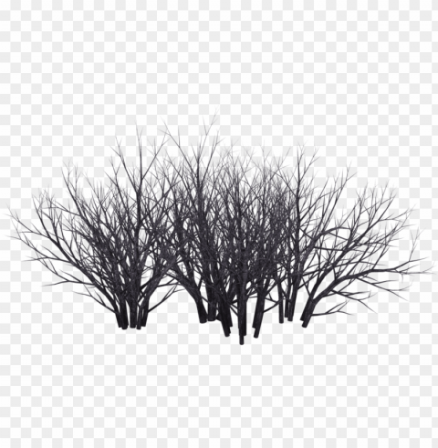 shrub tree photography black and white - dark bush Transparent PNG Isolated Object Design