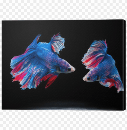 siam fighting fish on black betta fish canvas print - siamese fighting fish Transparent Background Isolated PNG Illustration