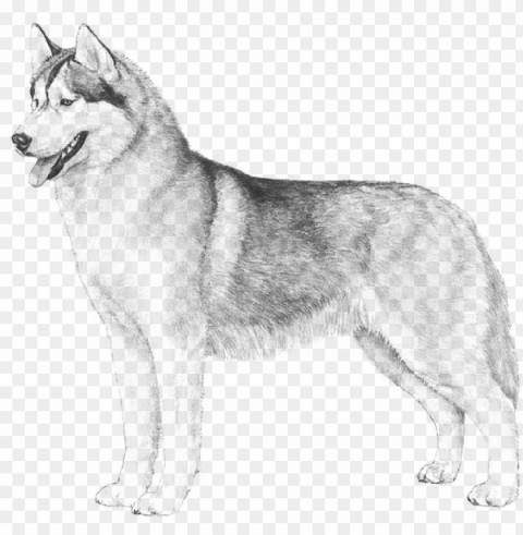 siberian husky german shepherd dog mix - husky dog sketch Clear pics PNG