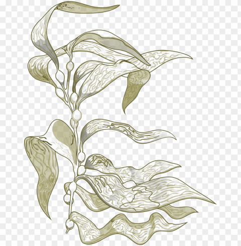 sign up for our newsletter - sea kelp drawi PNG files with no background assortment