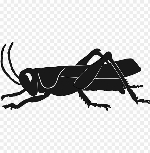 silhouette insect grasshopper raccoon pest - grasshopper Clean Background Isolated PNG Image