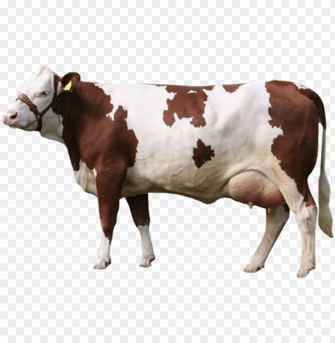Simmental Cow PNG With No Background Free Download