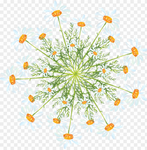 simple creative watercolor flower decoration and - marguerite daisy HighQuality Transparent PNG Isolated Graphic Design PNG transparent with Clear Background ID 394fea81