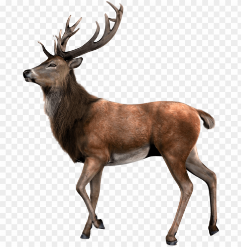 single deer - venado PNG transparent graphics for download