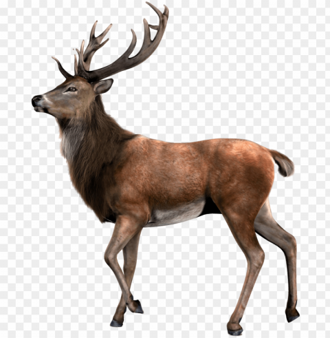 Single Deer - Venado PNG Transparent Graphics For Download