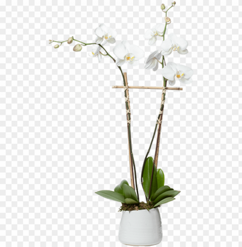single orchid planter - moth orchid HighResolution Transparent PNG Isolated Graphic