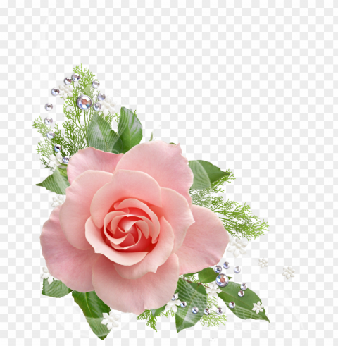 single pink rose - pink roses transparent background PNG images with alpha transparency diverse set PNG transparent with Clear Background ID ea101e61