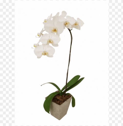 single potted white orchid - orchid potted transparent PNG files with no backdrop wide compilation