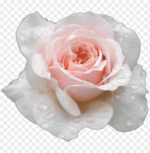 single white rose - transparent roses tumblr white PNG files with clear background bulk download