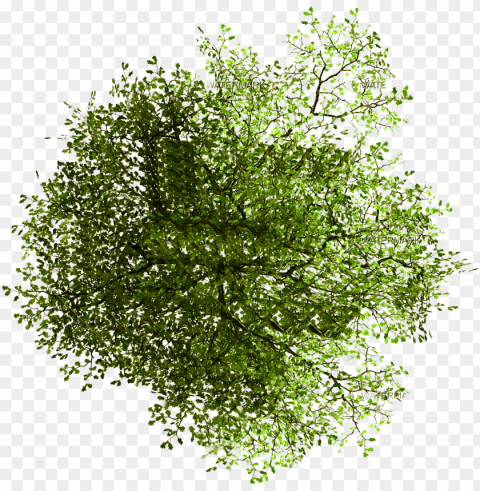 site architecture transprent free - tree plan photosho PNG files with no background assortment PNG transparent with Clear Background ID 3866d0c1